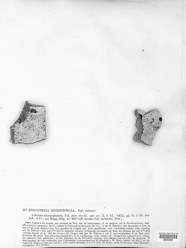 Sphinctrina anglica image